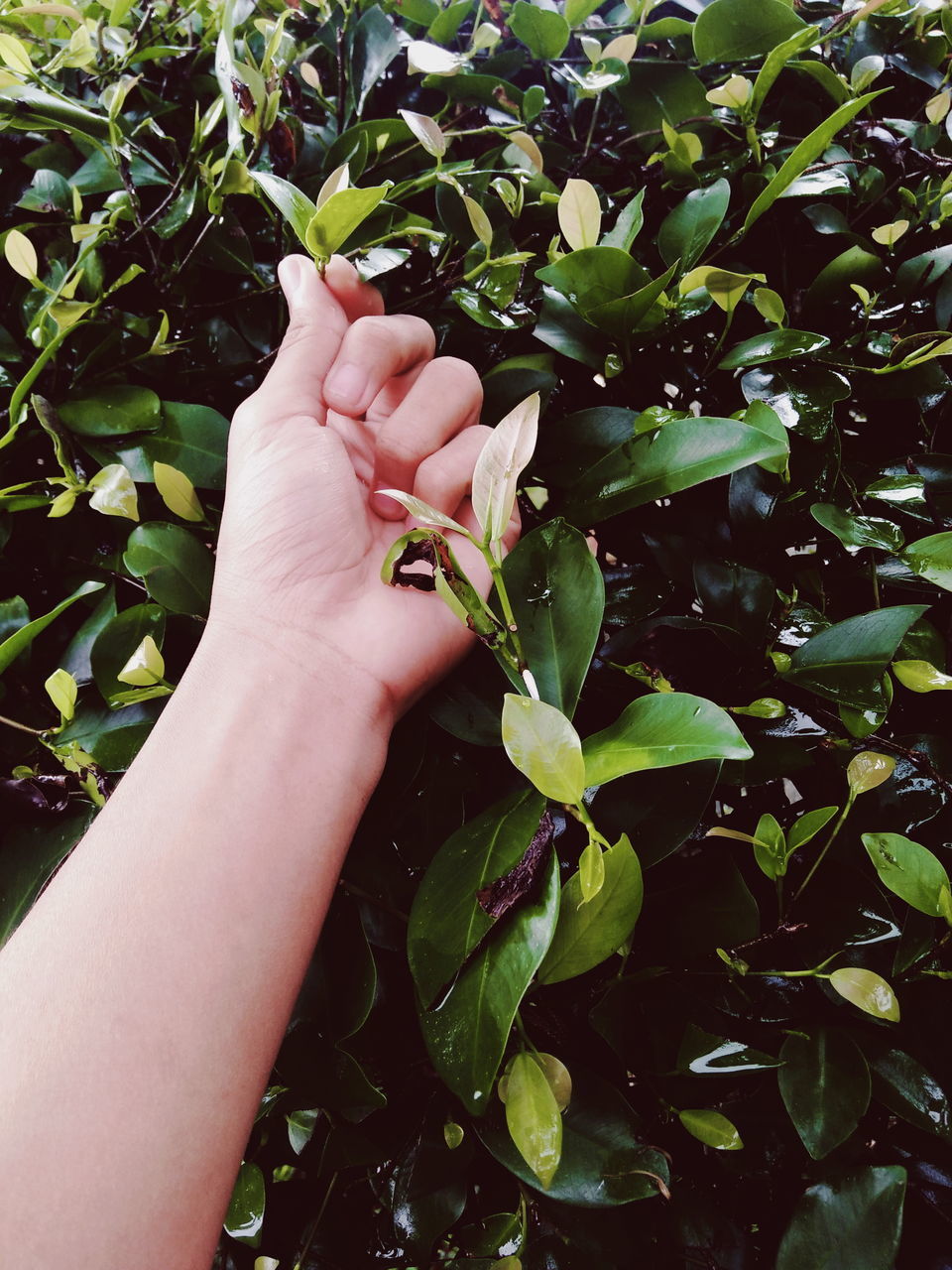 CLOSE-UP OF HAND HOLDING LEAVES