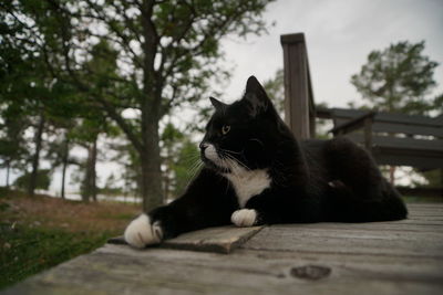 Black cat sitting on wood