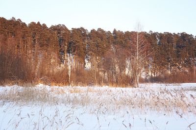 Trees on field against clear sky during winter