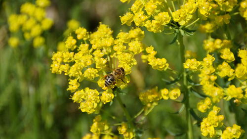 Close-up of bee pollinating on yellow flower