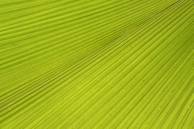 Full frame shot of palm tree leaves