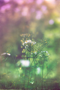 Close-up of flowering plant on field