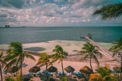 Caribbean beach, palm trees, coconut palm.