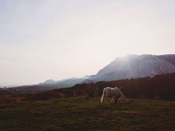 Horse grazing in a field