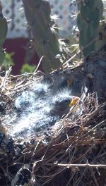 Close-up of birds in nest