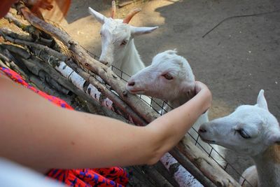 Three goats  behind fence begging for food