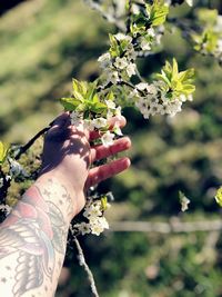 Midsection of woman holding flowering plant