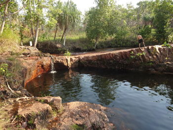 Scenic view of trees in forest against sky