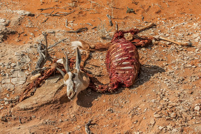 Close-up of animal skull on sand