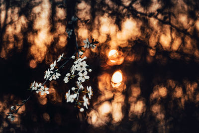 Close-up of flowering plants against sky during sunset