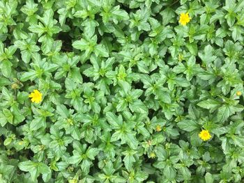 Full frame shot of flowering plants