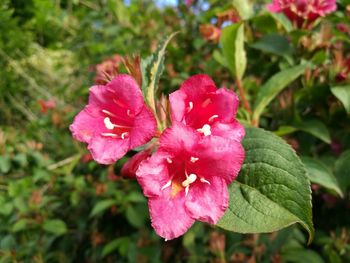 Close-up of pink flowers