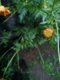 Close-up of flower plant