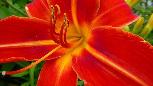 Close-up of red day lily