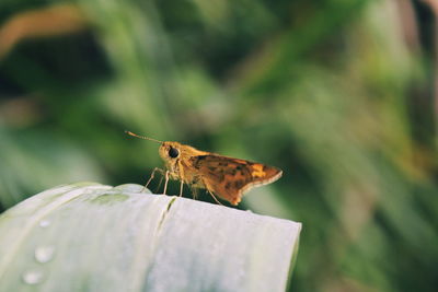 Close-up of butterfly