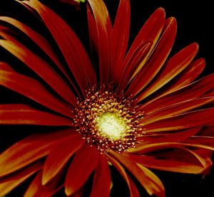 Close-up of red flowers