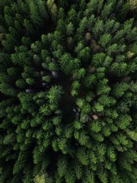 Full frame shot of pine tree