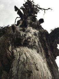 Low angle view of tree against sky