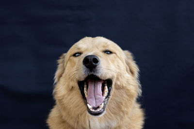 Portrait of blue-eyed tan dog with open mouth on a black background