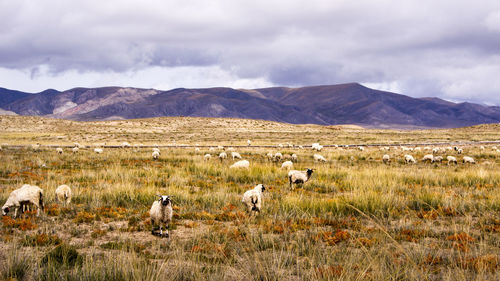 Scenic view of field against cloudy sky