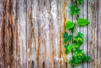 Directly above shot of ivy growing on old wooden plank