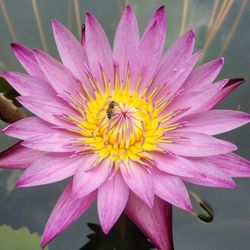Close-up of bee pollinating flower