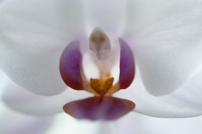 Close-up of flower against blurred background