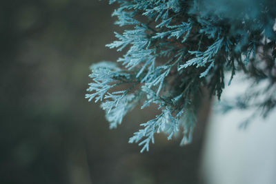 Close-up of pine tree during winter