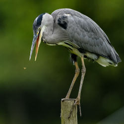 Close-up of bird perching on wood