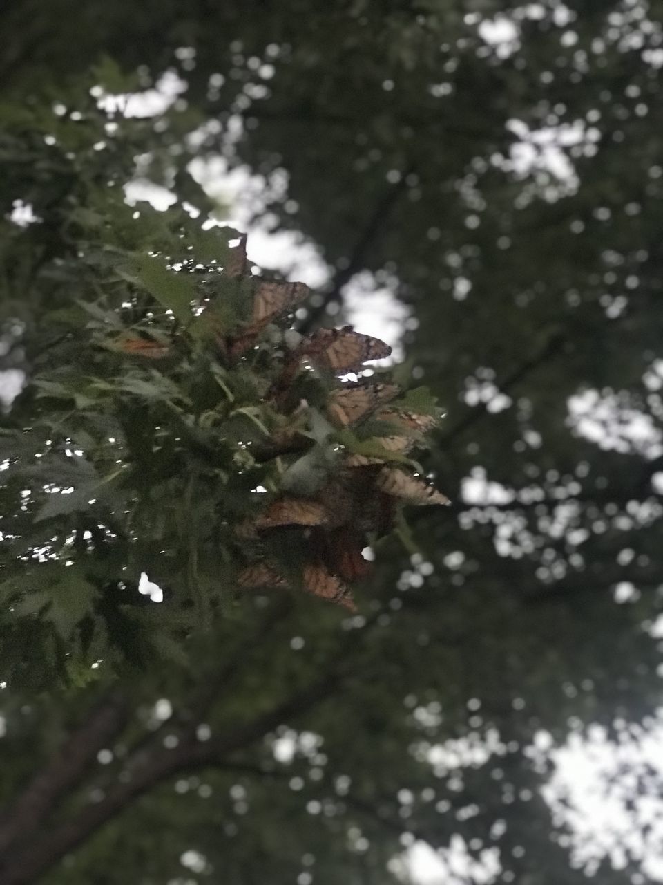 CLOSE-UP OF LEAF ON BRANCH