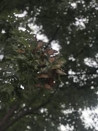 Close-up of leaf on tree during winter