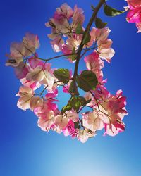 Low angle view of cherry blossom against blue sky