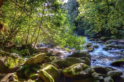 Stream flowing through forest