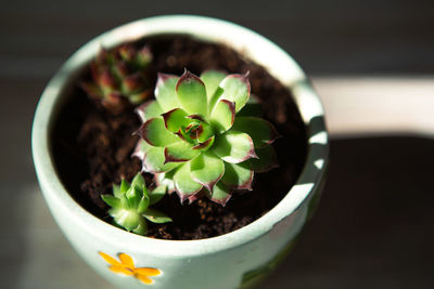 Echeveria in a