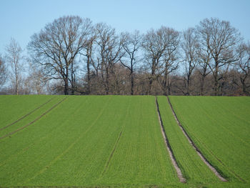 Bare trees on field against sky