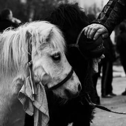 Close-up of horse outdoors