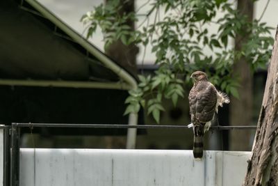 Bird perching on railing