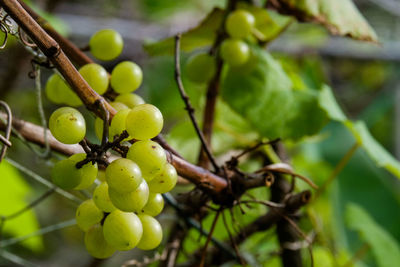 Local green grapes