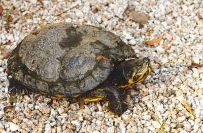 Close-up of turtle