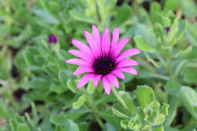 Close-up of purple flower blooming outdoors