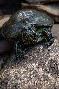 Close-up of turtle on rock