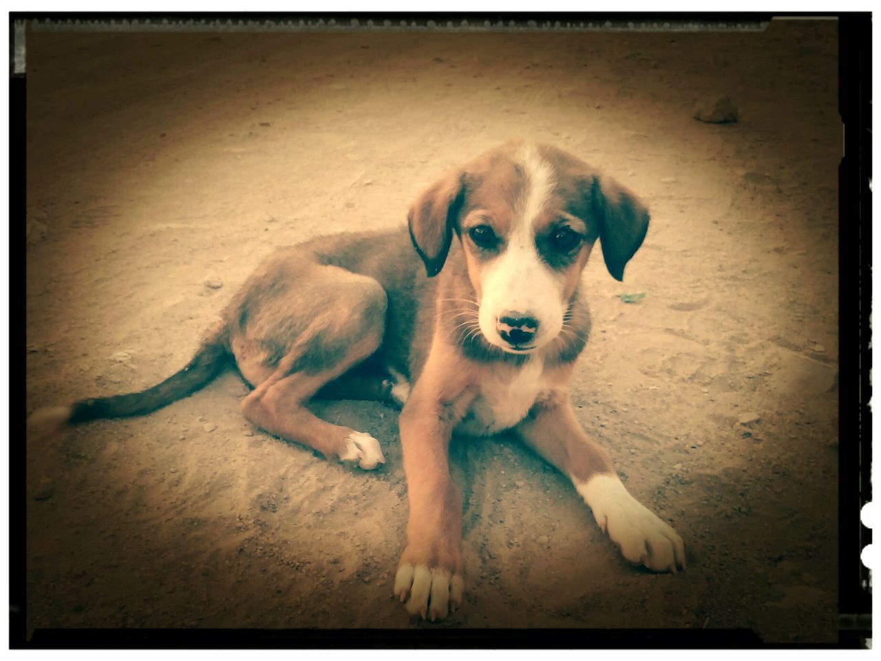 transfer print, animal themes, one animal, auto post production filter, dog, pets, domestic animals, mammal, portrait, high angle view, looking at camera, full length, sitting, relaxation, vignette, indoors, close-up, animal head, no people, sand