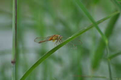 Close-up of insect on leaf