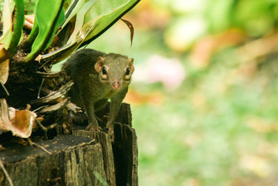 Close-up of squirrel on tree