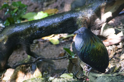 Close-up of bird perching on rock
