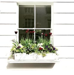 Flower plants against window