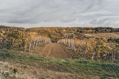 Scenic view of wine yard against sky