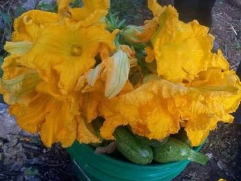 Close-up of yellow flowers