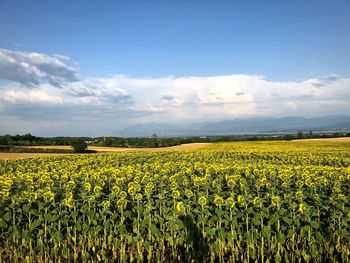 Scenic view of oilseed rape field against sky