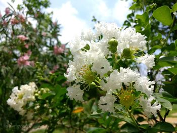 Close-up of white flowers blooming on tree